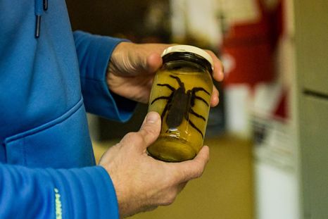 Las investigaciones entomológicas del Cocinet son clave para la ciencia. Las investigaciones entomológicas del Cocinet son clave para la ciencia.