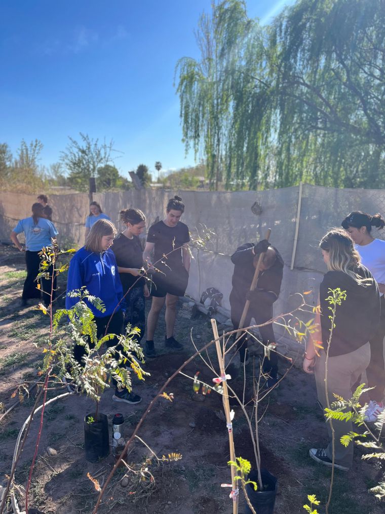 Plantación de árboles. Plantación de árboles.