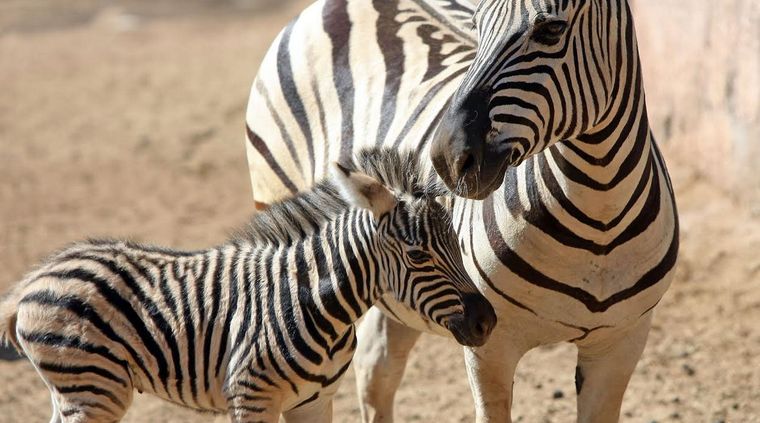 Foto: Ministerio de Tierra, Ambiente y Recursos Naturales