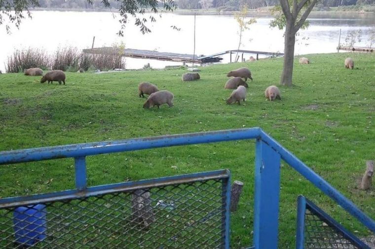 (Foto La Capital de Mar del Plata)