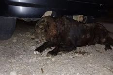 Una de las últimas imágenes de la perra, ya rescatada pero en plena agonía Foto: NA. Una de las últimas imágenes de la perra, ya rescatada pero en plena agonía Foto: NA.