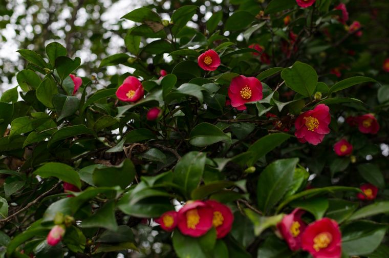 Estas plantas no soportan la luz solar directa. Foto: Shutterstock