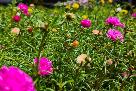 La portulaca, la planta que florece sin pausa durante todo el verano. Foto: Shutterstock La portulaca, la planta que florece sin pausa durante todo el verano. Foto: Shutterstock