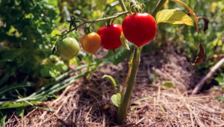 Tomate cultivado sobre un terreno con mantillo. Foto: gardeningknowhow.com