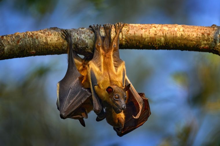 El murciélago frugívoro es el portador natural del virus Nipah. Foto: Shutterstock