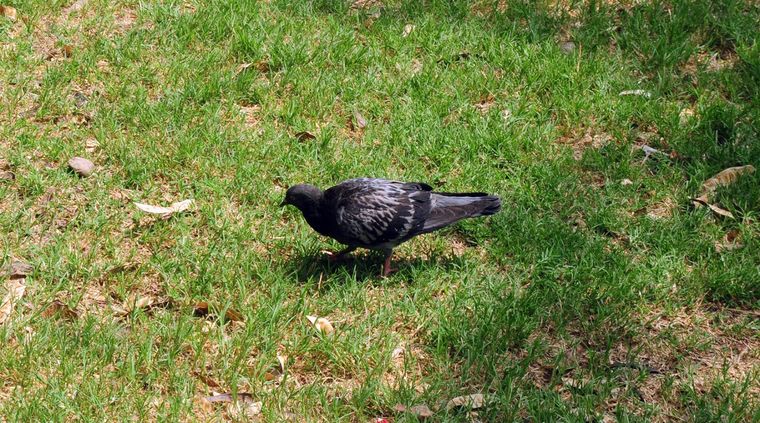 Jardinería. Las plantas para ahuyentar palomas. Jardinería. Las plantas para ahuyentar palomas.