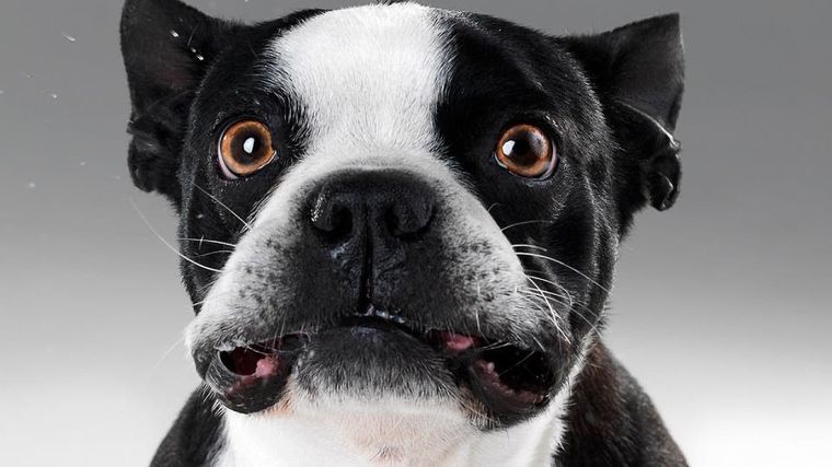 ¿Tu mascota tiene caspa?