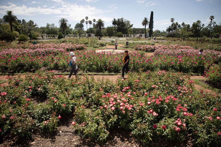 Se viene la primavera y el Rosedal de Palermo es uno de los atractivos para los vecinos porteños.