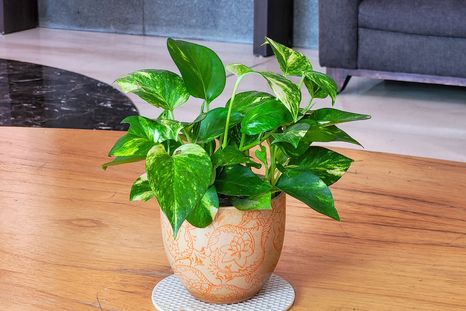 Jardinería. Potus, purifica el aire. Foto: Fuente: Shutterstock Jardinería. Potus, purifica el aire. Foto: Fuente: Shutterstock