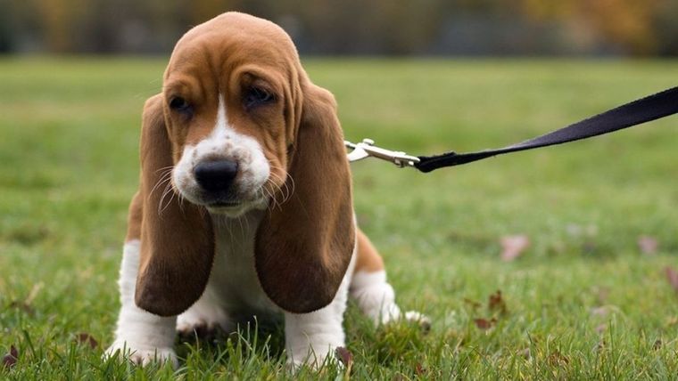 El Basset Hound es el compañero ideal para quienes buscan un ritmo de vida pausado. Foto: Archivo El Basset Hound es el compañero ideal para quienes buscan un ritmo de vida pausado. Foto: Archivo