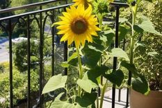 Los secretos de las plantas. Fuente: IA Gemini.