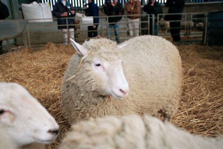 La oveja Dolly fue el primer mamífero clonado de una célula somática.