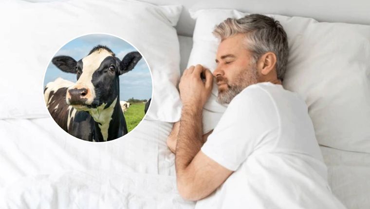 ¿Qué se esconde detrás de soñar con vacas? (Shutterstock)