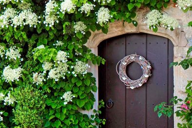 MDZol | Al ser plantas grandes y rebeldes, las hortensias trepadoras pueden verse desordenadas y con el tiempo convertirse en un peligro. La clave para solucionar esto es un buen método de poda. Foto: thearches.co.uk/