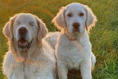Tao, Perro, Glaucoma