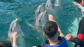 Los delfines del ex Aquarium de Mar del Plata fueron reubicados en un centro marino de Egipto. 
