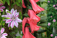 Las plantas trepadoras son la opción perfecta para crear un paisaje hermoso en tu jardín. Foto: Créditos: homes@gardens.com