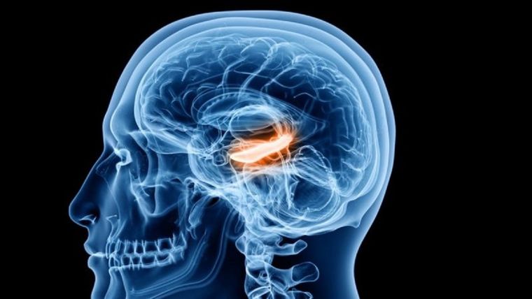 Las células de tiempo se ubican en el hipocampo. Foto: GETTY IMAGES