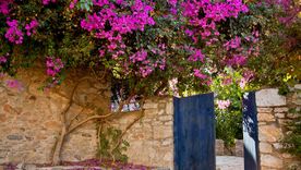 Jardín Plantas trepadoras con flores Foto: Shutterstock Jardín Plantas trepadoras con flores Foto: Shutterstock