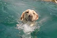 la locura de un perro para tirarse al mar, desde una gopro