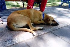 El grupo Perros de la Plaza Independencia rescata animales desde 2012. Foto: Facebook Perros de la Plaza Independencia