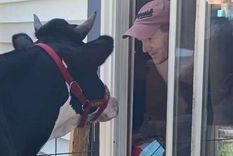 asombroso: vaca visita a su dueno para que le haga carinos asombroso: vaca visita a su dueno para que le haga carinos