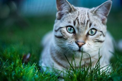 Asegura que tu gato viva una vida larga y saludable. Foto: Archivo