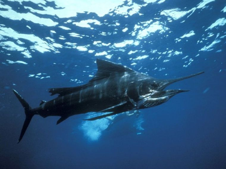 Foto: National Geographic