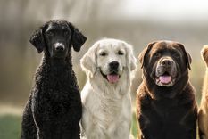 Las razas más lindas de perro, según la IA Foto: Shutterstock Las razas más lindas de perro, según la IA Foto: Shutterstock