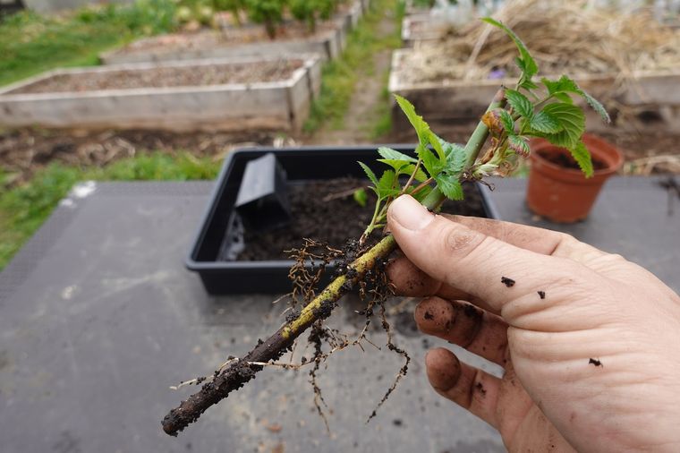 Jardinería. Un truco sencillo y sin gstar un peso. Foto: Fuente: Shutterstock Jardinería. Un truco sencillo y sin gstar un peso. Foto: Fuente: Shutterstock