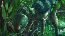 El dinosaurio del tamaño de un pollo que puede arrojar importantes descubrimientos