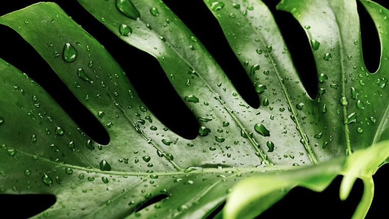 La Monstera es una de las plantas de esta lista.