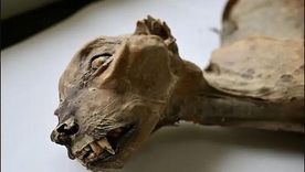 El hallazgo de estas momias sorprende por la gran cantidad de información que aportan sobre el pasado de la especie. El hallazgo de estas momias sorprende por la gran cantidad de información que aportan sobre el pasado de la especie.