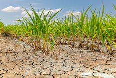 La sequía castiga a los cultivos y amenaza la producción de alimentos. Foto: Shutterstock La sequía castiga a los cultivos y amenaza la producción de alimentos. Foto: Shutterstock