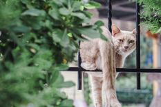 Descubre por qué tu felino se va del hogar Foto: Shutterstock