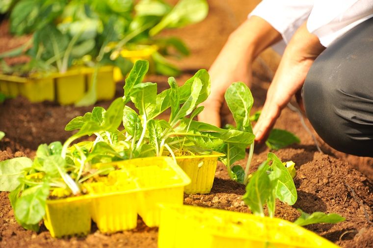Cuidados para tu huerta y plantas. Foto: UNSPLASH