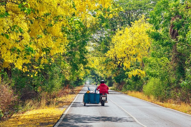El árbol lluvia de oro que necesita riego frecuente cuando es pequeño. El árbol lluvia de oro que necesita riego frecuente cuando es pequeño.