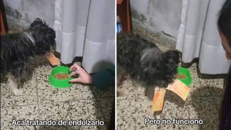 Un perro robó los últimos billetes que le quedaban a una joven y se hizo viral. Foto: Captura del video de TikTok