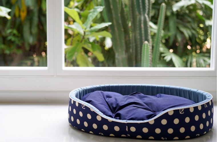 Mascotas Cómo limpiar su cama Foto: Shutterstock