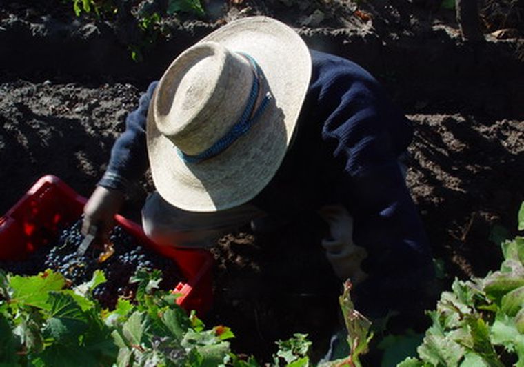 Quieren fortalecer el sector vitivinícola. Foto: Gerardo Gómez/ MDZ