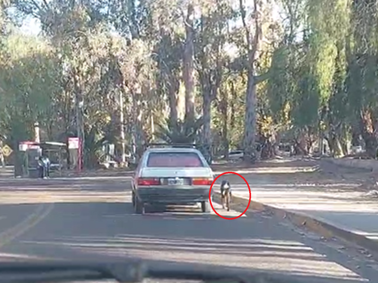 El acto de crueldad fue captado en video por un conductor que circulaba por la calle Orzali y Avenida Libertador Foto: captura video