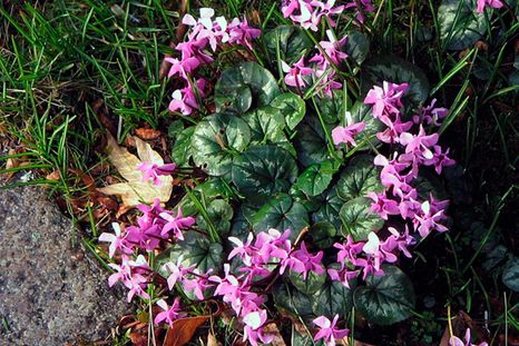 Tener un jardín sombreado no significa que no se puedan tener plantas brillantes en otoño. Tener un jardín sombreado no significa que no se puedan tener plantas brillantes en otoño.