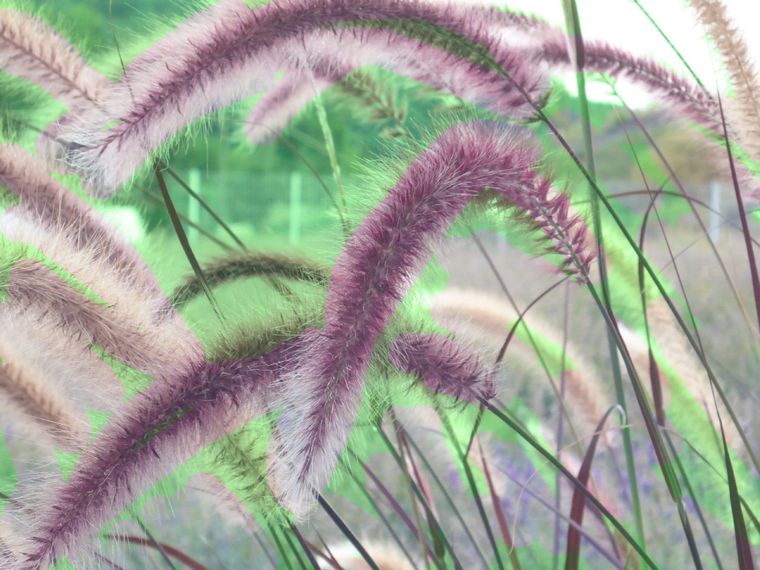 Los pennisetum son de muy fácil cuidado y embellecen los jardines. Foto: JardineriaOn