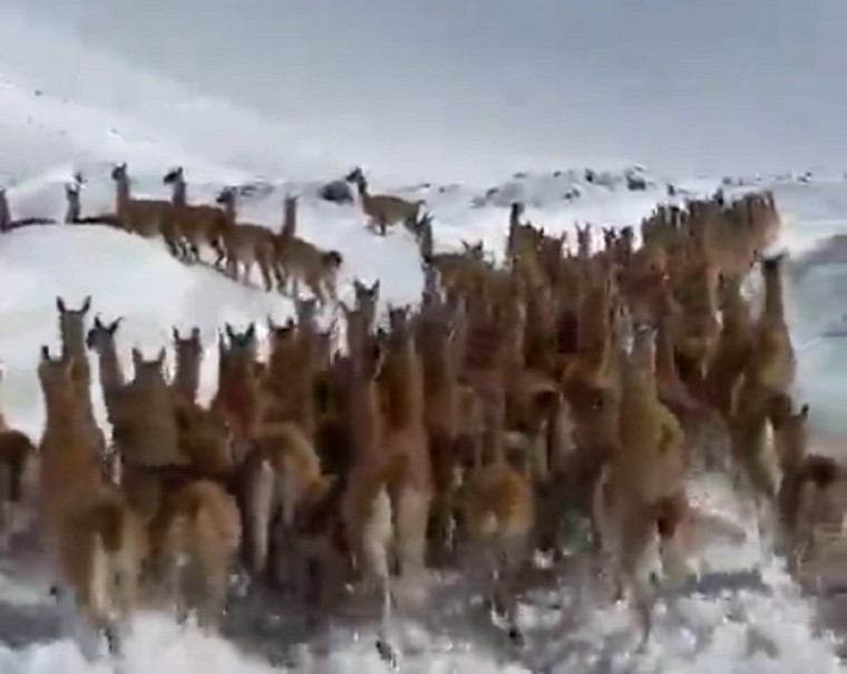 Cientos de guanacos corren por la nieve en Mendoza Foto: Captura de video.