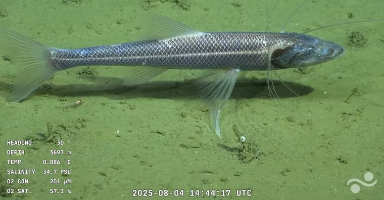 La exploración del CONICET se desarrolla en el Cañón Mar del Plata, una de las estructuras geológicas más importantes del talud continental argentino.