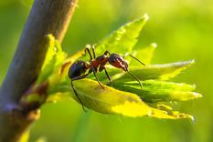 hormigas Estos insectos suelen rondar alrededor de las plantas Foto: Pixabay