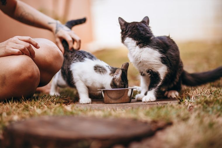 Gatos Puedes prepararles alimentos caseros a modo de premio Foto: Pexels