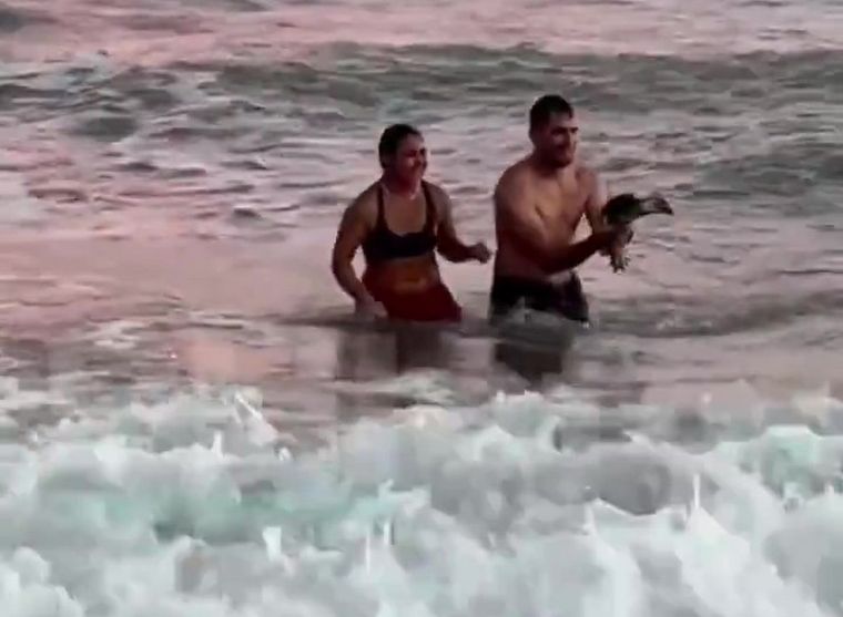 Una pareja sacó al pingüino del agua para fotografiarse en Monte Hermoso. El video se viralizó y generó repudio en las redes sociales.