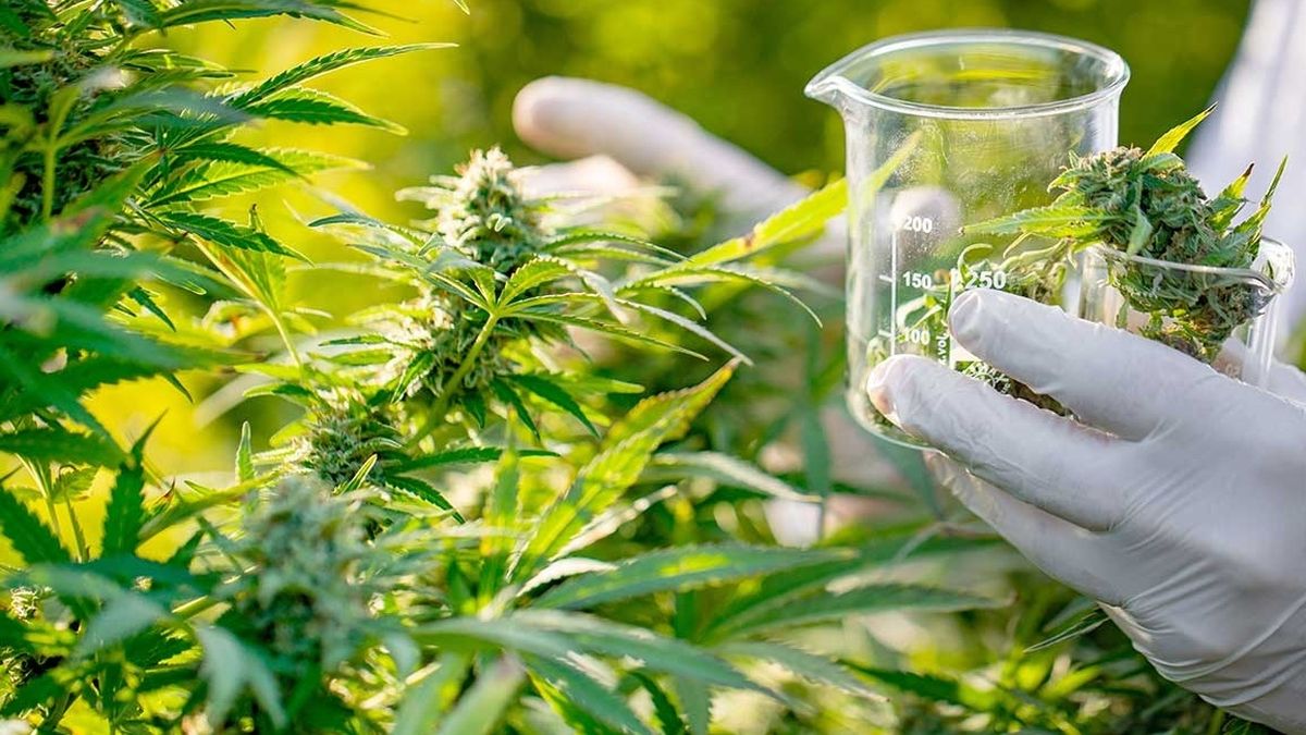 Cannabis medicinal: Biofábrica Misiones puso en marcha la primera cosecha de 2026