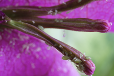 Un truco de jardinería económico y efectivo para proteger tus plantas. Foto: Shutterstock